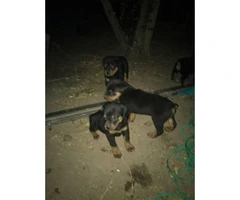 Rottweiler for Sale 4 females and 2 males left - 3