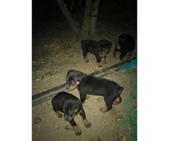 Rottweiler for Sale 4 females and 2 males left - 4