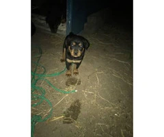 Rottweiler for Sale 4 females and 2 males left - 5