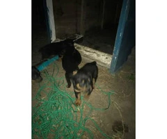 Rottweiler for Sale 4 females and 2 males left - 6