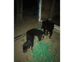 Rottweiler for Sale 4 females and 2 males left - 7