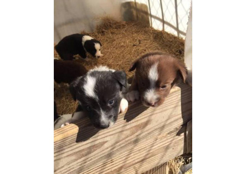 Full blooded Australian Shepherd Puppies