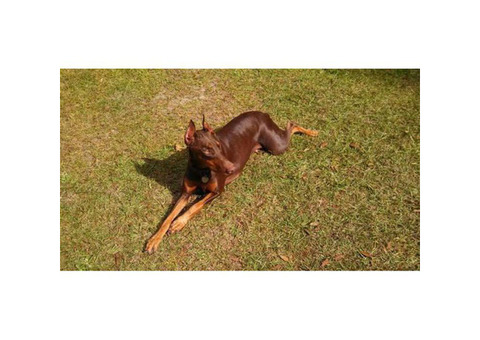 Doberman puppies for sale AKC registered