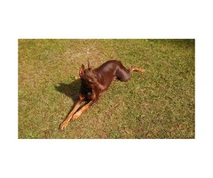 Doberman puppies for sale AKC registered