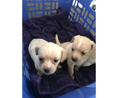 Tiny Chihuahua puppies 6 available - 3