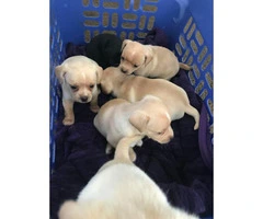 Tiny Chihuahua puppies 6 available - 4