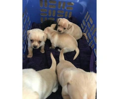 Tiny Chihuahua puppies 6 available - 5