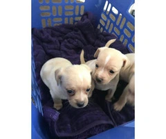 Tiny Chihuahua puppies 6 available - 6