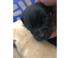 Tiny Chihuahua puppies 6 available - 7