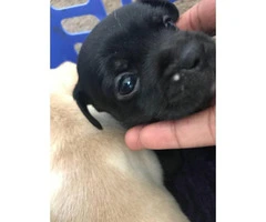 Tiny Chihuahua puppies 6 available - 8