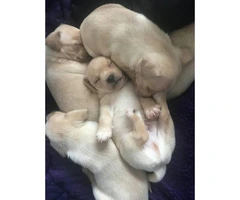 Tiny Chihuahua puppies 6 available - 10