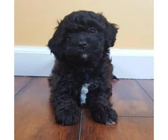 Shih-poo puppies available for adoption