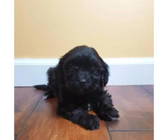 Shih-poo puppies available for adoption - 2