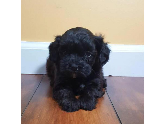 Shih poo puppies available for adoption Puppies for Sale Near Me