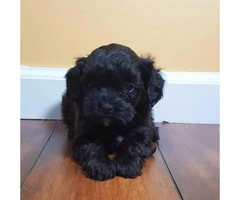 Shih-poo puppies available for adoption - 3