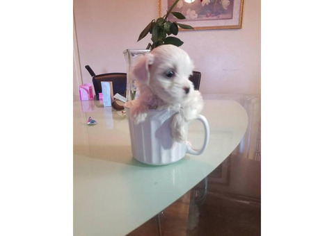 Tea cup maltese puppy for sale