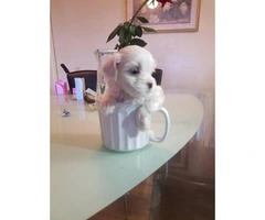 Tea cup maltese puppy for sale - 1