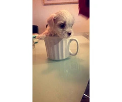 Tea cup maltese puppy for sale - 2