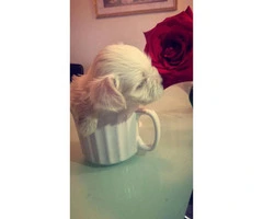 Tea cup maltese puppy for sale - 3