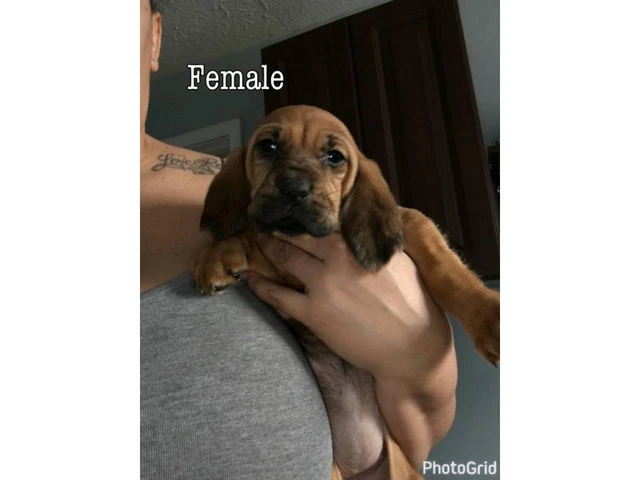 Bloodhound puppies for sale - AKC Reg. - 1/3