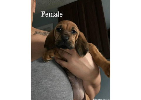 Bloodhound puppies for sale - AKC Reg.