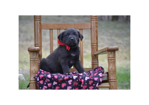 Beautiful litter of registered lab puppies