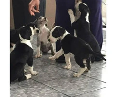 Great Dane puppies - Family Raised - 1