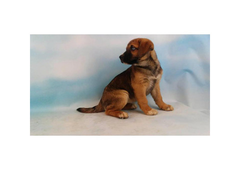 Akita mix puppies for sale