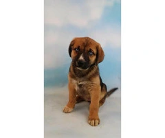 Akita mix puppies for sale - 3