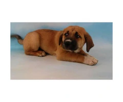 Akita mix puppies for sale - 4