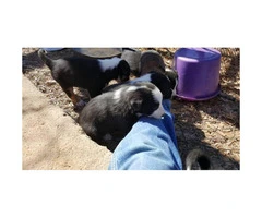 6 males and 1 female registered Border collie puppies - 1