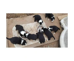 6 males and 1 female registered Border collie puppies - 2