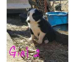 6 males and 1 female registered Border collie puppies - 3