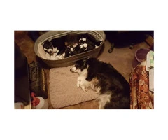 6 males and 1 female registered Border collie puppies - 7