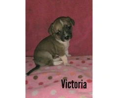 4 Female Chihuahua puppies for sale - 2