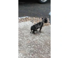 5 months old brindle Chiweenie puppy for sale - 4