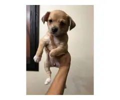 Female Chiweenie pups available