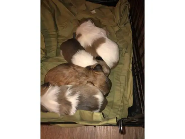 4 Shorkie puppies for adoption - 1/8