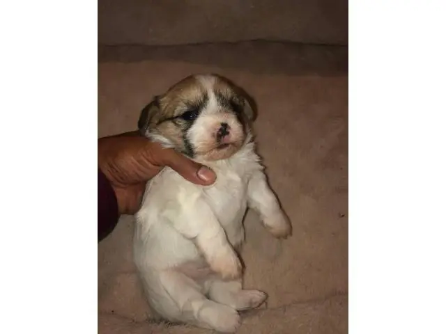 4 Shorkie puppies for adoption - 5/8