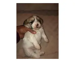 4 Shorkie puppies for adoption - 5