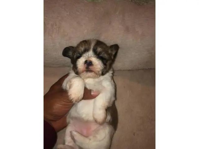 4 Shorkie puppies for adoption - 8/8