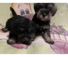 Miniature schnauzer puppies - 4