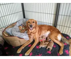 Three girls, three boys Golden Retriever puppies up for adoption - 2