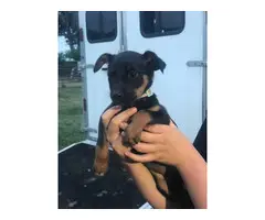 8 weeks old English Toy Terrier puppies