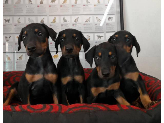 Six pretty doberman puppies available in San Antonio