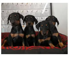 Six pretty doberman puppies available