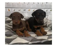 Six pretty doberman puppies available - 3