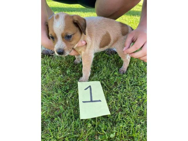 4 Australian Cattle dog puppies for sale in Menasha, Wisconsin - Puppies for Sale Near Me