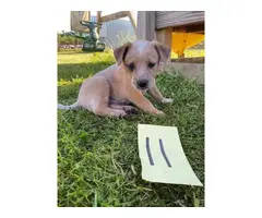 4 Australian Cattle dog puppies for sale - 2