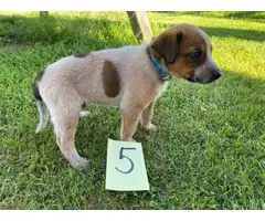 4 Australian Cattle dog puppies for sale - 3